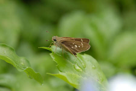 Small branded swift butterfly rest on a leaf in the garden
