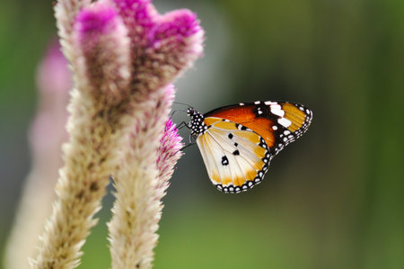 A male Plain Tiger is feeding on the flower of Feather Cockscombの写真素材