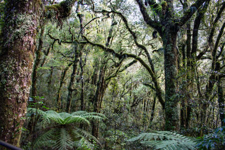 Forest panoramic in New Zealand, South Island