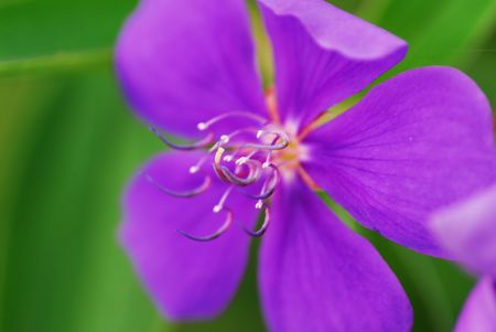 violetの写真素材