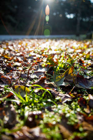 sunlightの写真素材