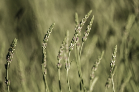 Close-up view of matured herbaceous plants in a meadowの写真素材