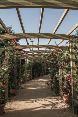 Wooden pergola and climbing roses in a botanical parkの写真素材