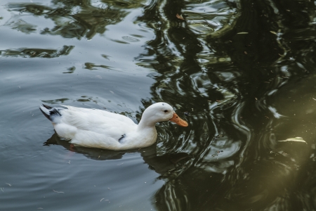 White duck floating and searching food in a small pondの写真素材