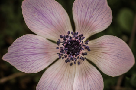 Close view of the flower of the common centaury
