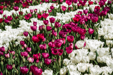 Spring field full of red and white tulips in bloomの写真素材