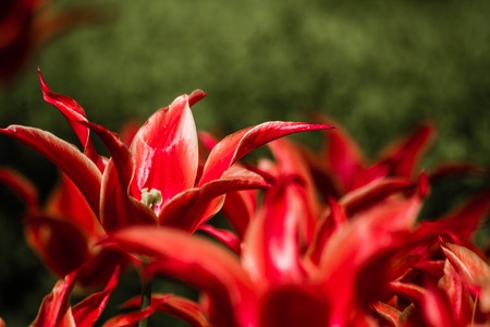 Close-up of red tulips on a green plant backgroundの写真素材