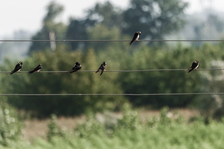 Several wild sparrow sitting on wires, on a green backgroundの写真素材