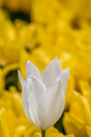 Beautiful colorful tulips at a green garden of Istanbul,Turkey at spring timeの写真素材