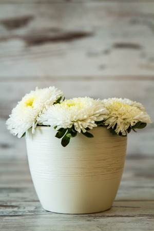 White chrysanthems in a white pot on wooden white background の写真素材