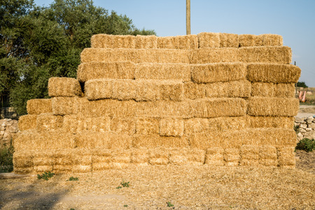 Pile of yellow straw bales in summer on fieldの写真素材