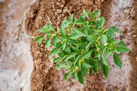 Green chili pepper plant with ripening fruits in fieldの写真素材