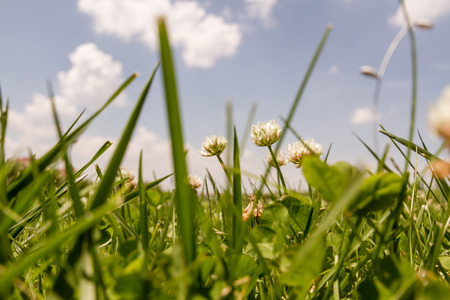 White flowers and green grass and blue sky from low angleの写真素材