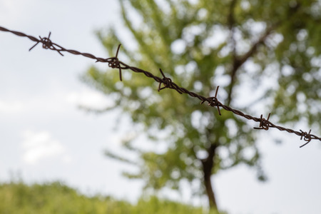 Green tree and nature behind barbed wireの写真素材