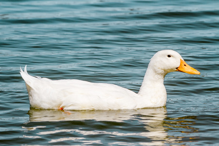 Domestic white duck swimming in the pond of a parkの写真素材