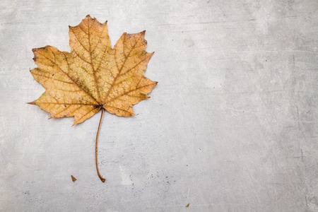 Dried yellow leaf on old worn out gray surface