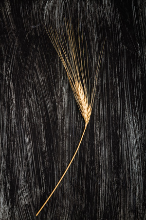 Single ear of wheat on black backgroundの写真素材