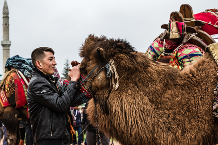 Balikesir, Karesi - Turkey - March 01, 2015 : Camels waiting for their turn in Karesi camel wrestling festivalのeditorial素材