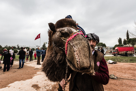 Balikesir, Karesi - Turkey - March 01, 2015 : Camels waiting for their turn in Karesi camel wrestling festivalのeditorial素材