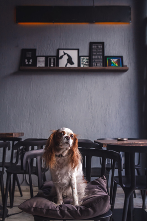 Cavalier King Charles Spaniel Puppy in a Coffeee Houseのeditorial素材