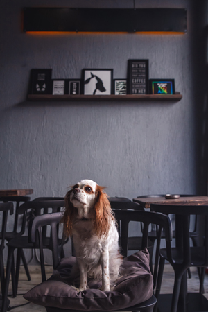 Cavalier King Charles Spaniel Puppy in a Coffeee Houseのeditorial素材
