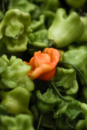Rose-like peppers in a local marketの写真素材