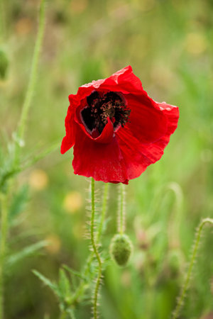 Vibrant red poppies in a green field, with one flower in sharp focus and the background blurred.の写真素材