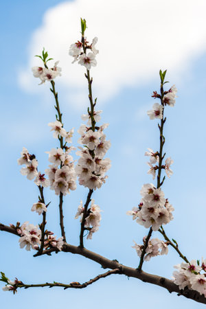 Branches of a tree with white cherry blossoms against a blue sky with some clouds.の写真素材