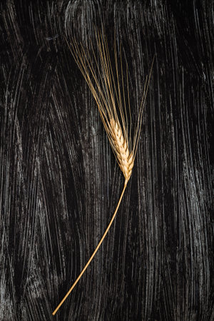 Single wheat ear lying on a dark textured wooden surface representing simplicity and nature's beauty in agriculture.の写真素材