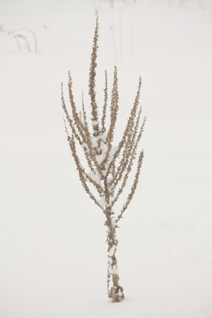 Daytime view of a shrub covered with snow in the winter time, minimalist composition.の写真素材