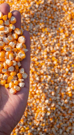 Seeds of corn