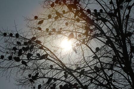 Leaves of birdsの写真素材