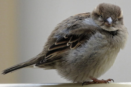 A young sparrow sits on the balcony railing