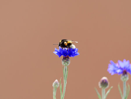 Bumblebee is sitting on a small flower.の写真素材