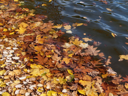 Fallen leaves swing on the water surfaceの写真素材