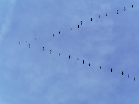 Cranes fly south to their wintering grounds.の写真素材