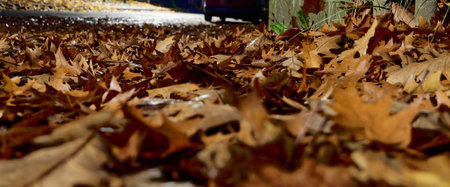 Close-up of yellow and gold leaves on the tree on a street.の写真素材
