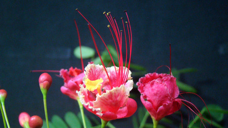 Red flower red anthernsの写真素材