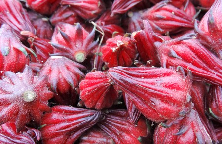 Jamaican red flowers fruitsの写真素材