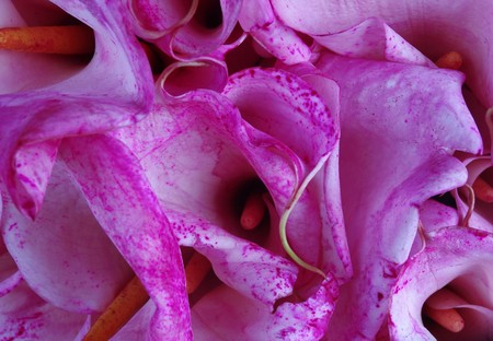 Callalily flower in a pink environmentの写真素材