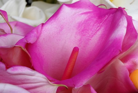 Callalily colored in pink callaの写真素材