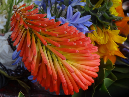 Exotic flower in a market in Honduras for saleの写真素材