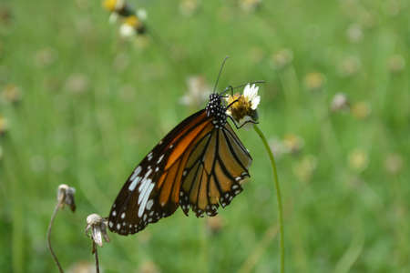 butterflyの写真素材