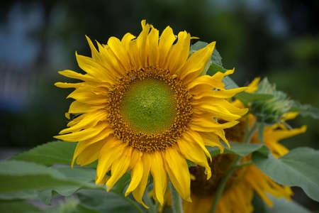 Brightly colored sunflowers in the morningの写真素材