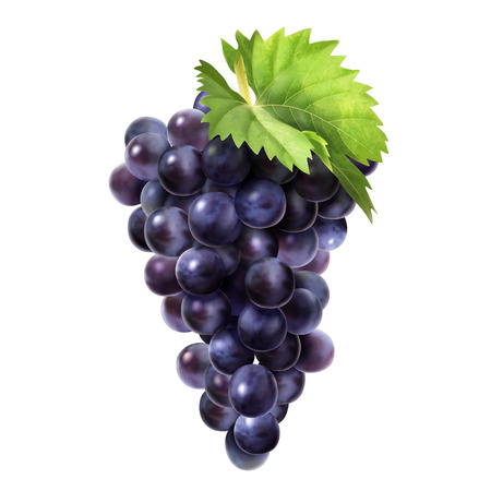 Isolated dark grape with green leaf in 3d illustration on white backgroundのイラスト素材