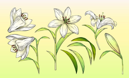Illustration of engraved style white lily flower element set. Including flowers, leaves, stems and bud in different angle isolated on white green gradient background.のイラスト素材
