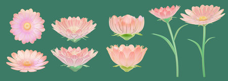 3D pink blooming glass daisies and stem with flower in different angles. Delicate floral mockups isolated on green background.の写真素材