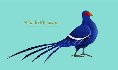 Taiwan Mikado Pheasant isolated on light blue background.のイラスト素材