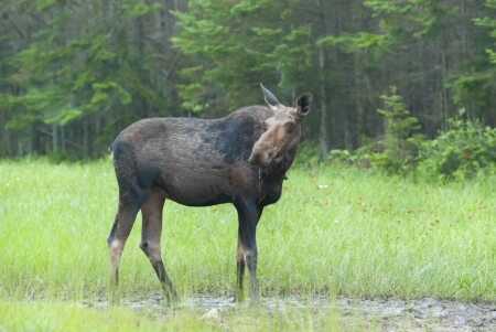 Moose at White Mountainの写真素材