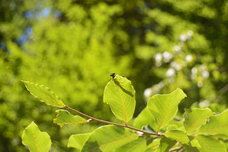 Yedigoller National Parkのeditorial素材